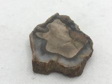 Load image into Gallery viewer, Fossil wood slice
