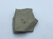 Load image into Gallery viewer, Insect on rock
