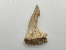 Load image into Gallery viewer, Rostral spine
