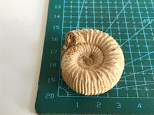 Load image into Gallery viewer, Perisphinctes ammonite
