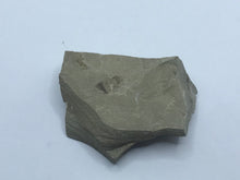 Load image into Gallery viewer, Insect on rock

