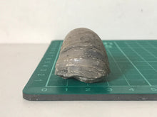 Load image into Gallery viewer, Devils Toenail Gryphaea
