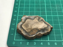 Load image into Gallery viewer, Fossil wood slice

