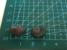 Load image into Gallery viewer, Hematite goniotite
