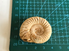 Load image into Gallery viewer, Perisphinctes ammonite
