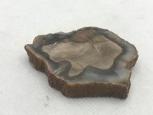 Load image into Gallery viewer, Fossil wood slice
