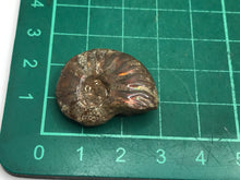 Load image into Gallery viewer, Cleoniceras Ammonite
