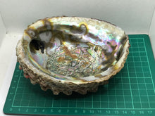 Load image into Gallery viewer, Paua shell haliotis
