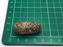 Load image into Gallery viewer, Horse Tail Seed Pod
