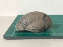Load image into Gallery viewer, Devils Toenail Gryphaea

