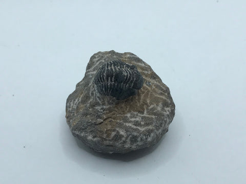 Trilobite