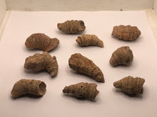 Load image into Gallery viewer, Horn coral
