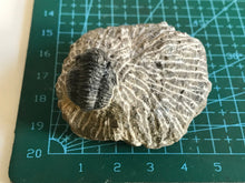 Load image into Gallery viewer, Proetus trilobite
