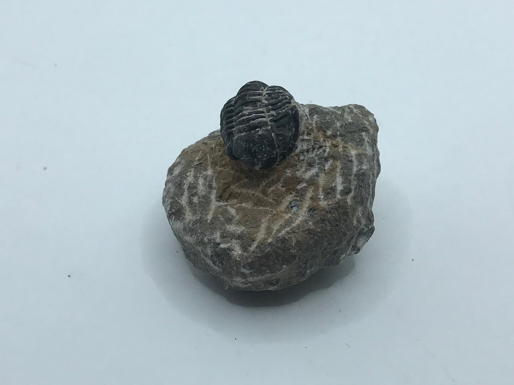 Triproetus Proetus Trilobite – Crystal and fossils