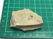 Load image into Gallery viewer, Insect on rock
