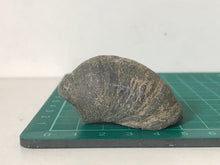 Load image into Gallery viewer, Devils Toenail Gryphaea
