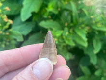 Load image into Gallery viewer, Mosasaur tooth
