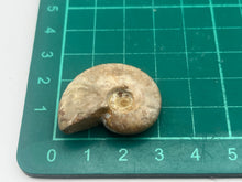 Load image into Gallery viewer, Ammonite fossil aragonite
