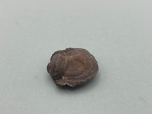 Load image into Gallery viewer, Amorite chalcedony rose
