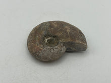 Load image into Gallery viewer, Ammonite fossil aragonite
