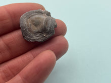 Load image into Gallery viewer, Amorite chalcedony rose
