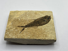 Load image into Gallery viewer, Diplomystus Fossil Fish
