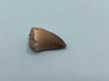 Load image into Gallery viewer, Mosasaur tooth
