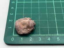 Load image into Gallery viewer, Amorite chalcedony rose
