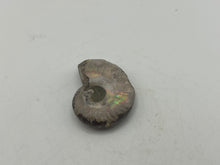 Load image into Gallery viewer, Ammonite fossil aragonite
