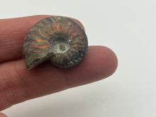Load image into Gallery viewer, Ammonite fossil aragonite
