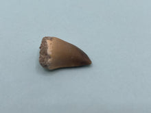 Load image into Gallery viewer, Mosasaur tooth
