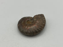 Load image into Gallery viewer, Ammonite fossil aragonite
