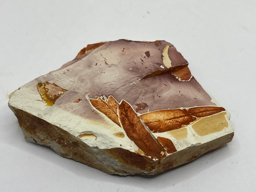 Glossopteris Fossil Fern