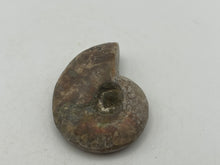 Load image into Gallery viewer, Ammonite fossil aragonite
