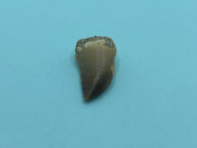 Load image into Gallery viewer, Mosasaur tooth
