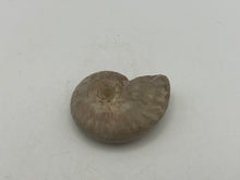 Load image into Gallery viewer, Ammonite fossil aragonite
