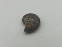 Load image into Gallery viewer, Ammonite fossil aragonite
