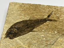 Load image into Gallery viewer, Diplomystus Fossil Fish
