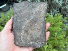 Load image into Gallery viewer, Trilobite trackways (cruziana)
