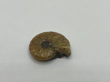 Load image into Gallery viewer, Red Cleonicetas Ammonite
