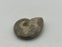 Load image into Gallery viewer, Ammonite fossil aragonite
