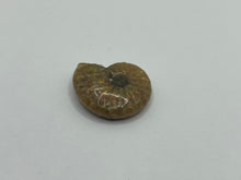 Load image into Gallery viewer, Red Cleonicetas Ammonite
