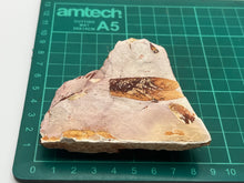 Load image into Gallery viewer, Glossopteris Fossil Fern
