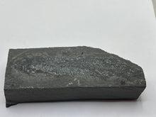 Load image into Gallery viewer, Osteoplepis Macrolepidotus
