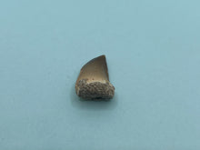 Load image into Gallery viewer, Mosasaur tooth
