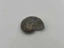 Load image into Gallery viewer, Ammonite fossil aragonite
