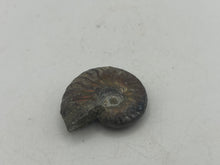 Load image into Gallery viewer, Ammonite fossil aragonite
