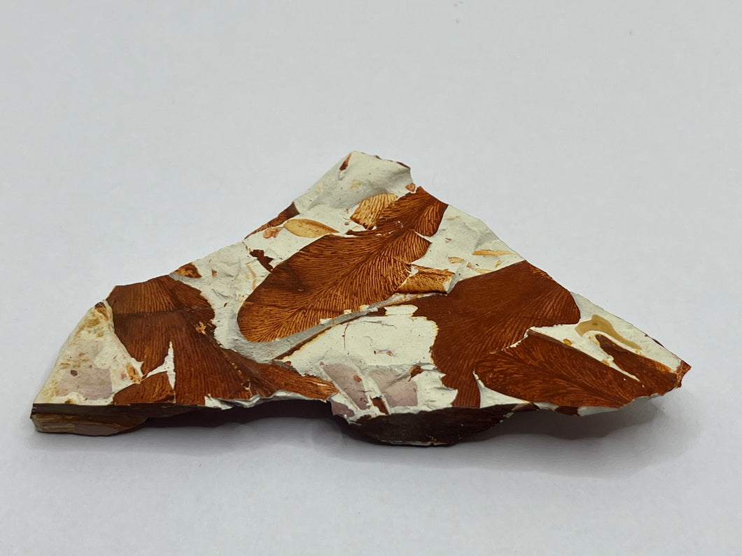Glossopteris Fossil Fern