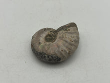Load image into Gallery viewer, Ammonite fossil aragonite
