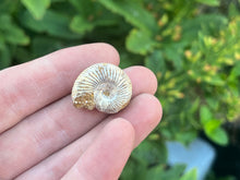 Load image into Gallery viewer, Perisphinctes ammonite
